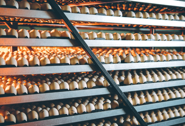 Optimize precision livestock farming and egg production with forecasting models